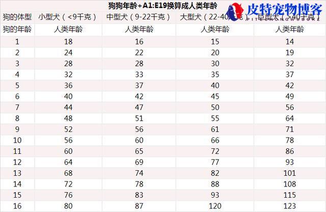 泰迪狗狗八岁相当于人几岁，狗狗八岁了算老年吗为什么