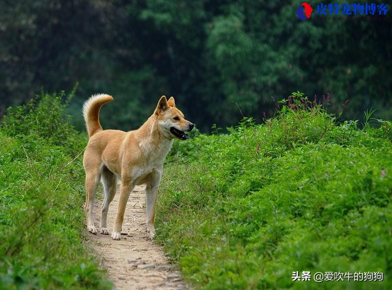 土狗能活多少年的寿命呀，中华田园犬能活多少年的寿命