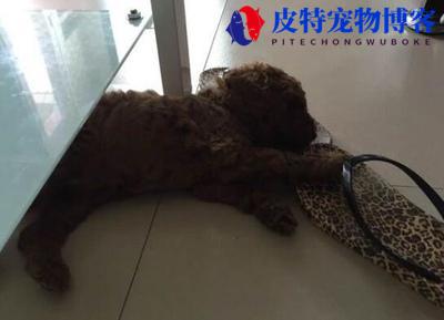 狗狗犬瘟是什么症状能治好吗（了解犬瘟病毒的表现）