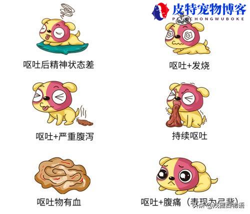 狗狗呕吐不吃饭没精神怎么办（狗狗出现呕吐、食欲不振和精神萎靡时应采取哪些措施）