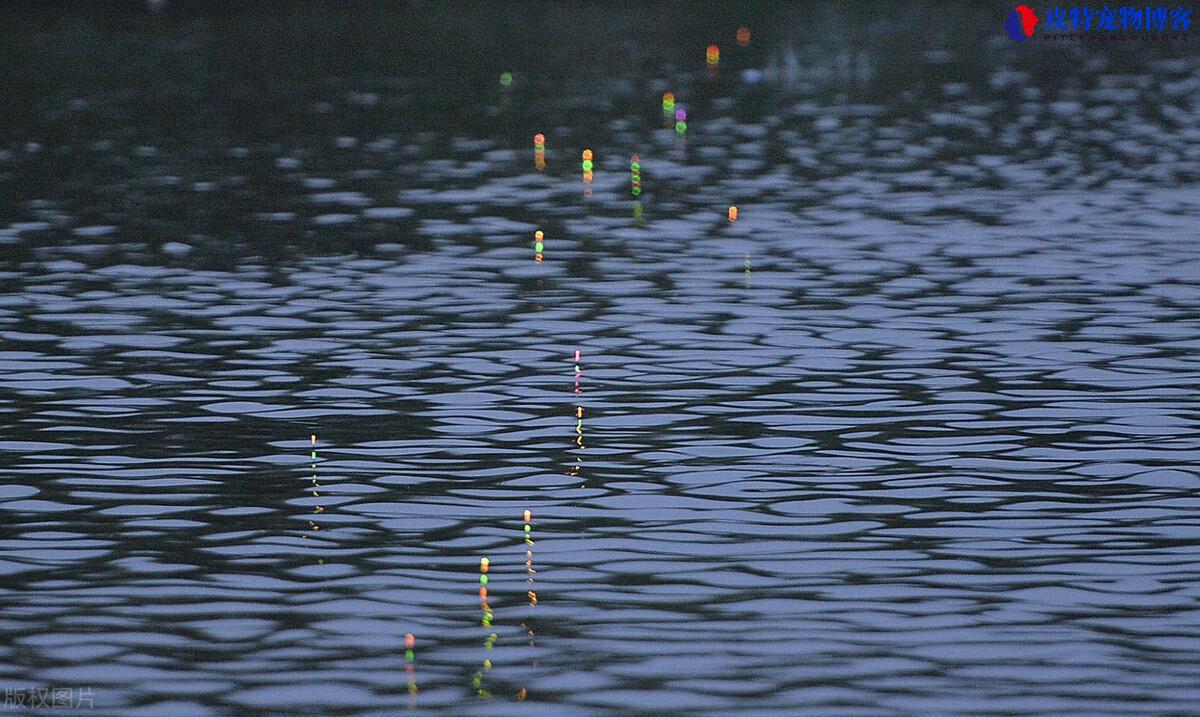 现在夜钓鲫鱼最佳时间是多少，夏季夜钓鲫鱼最佳时间和水深