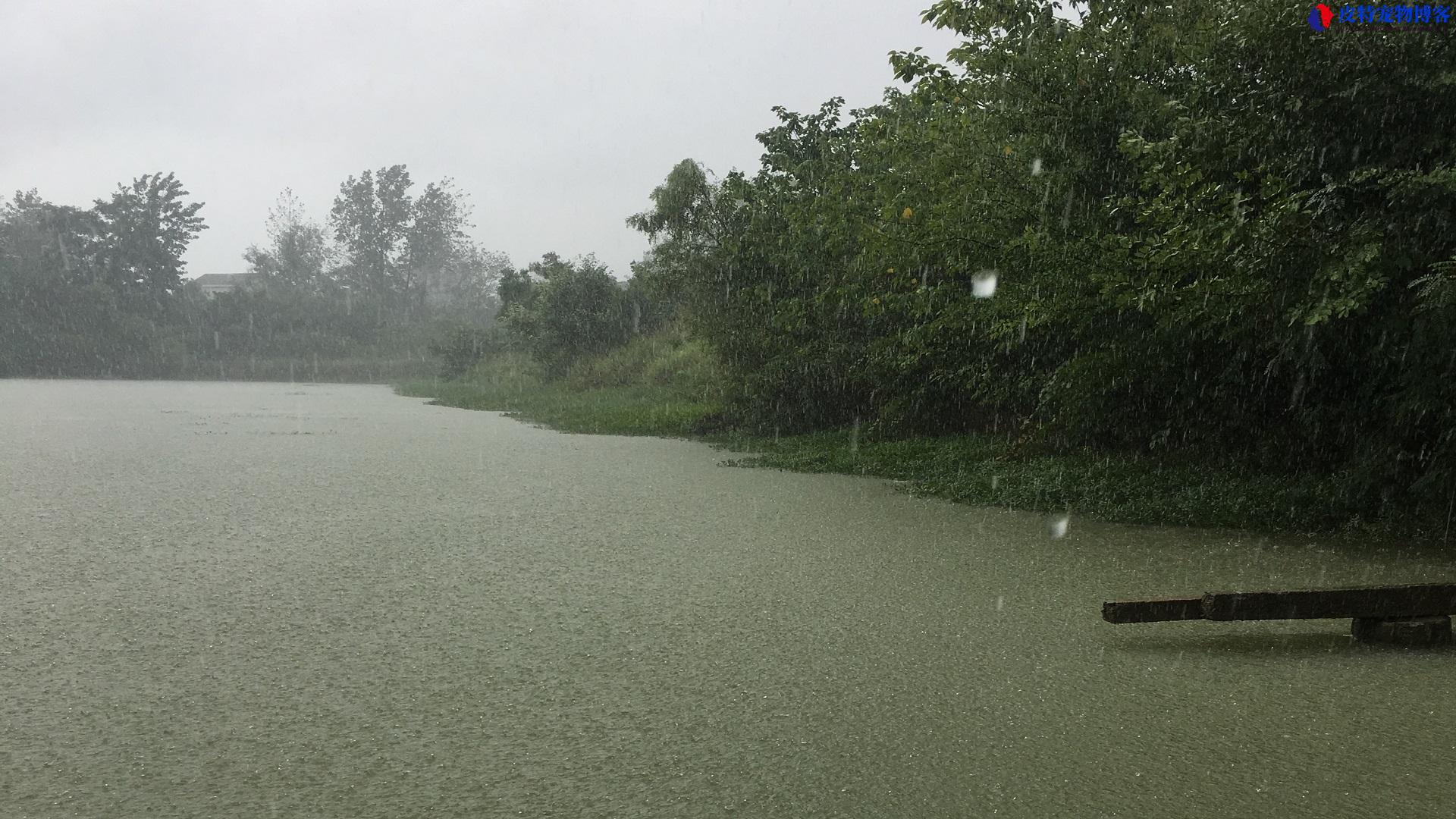 刚下完雨适合钓鱼吗为什么，大雨后钓鱼效果咋样