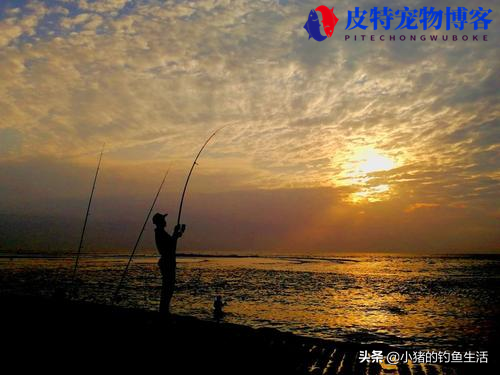 夏天钓鲤鱼钓深水还是浅水，夏天水库钓鱼钓深水还是浅水