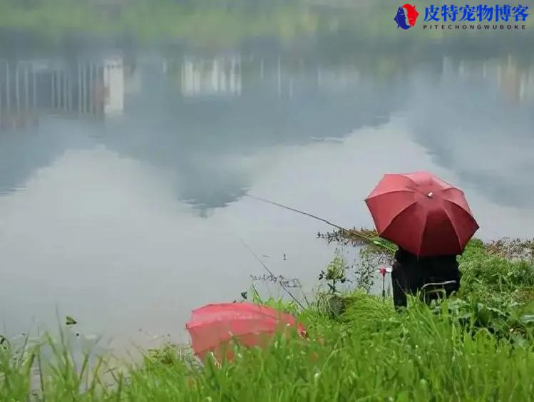 夏天东南风钓鱼好钓鱼吗为什么，夏天钓鱼技巧野钓鲫鱼调漂方法