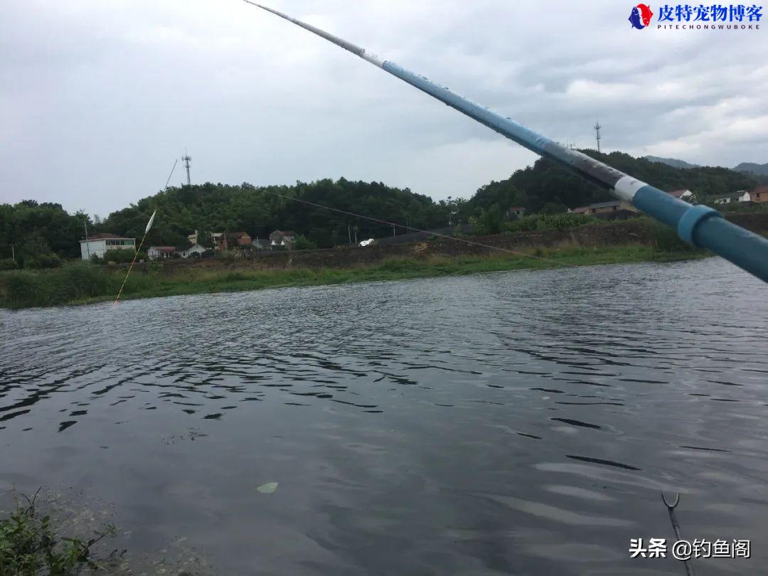 夏天钓鲤鱼钓深水还是浅水，现在钓鲤鱼,钓深还是钓浅啊