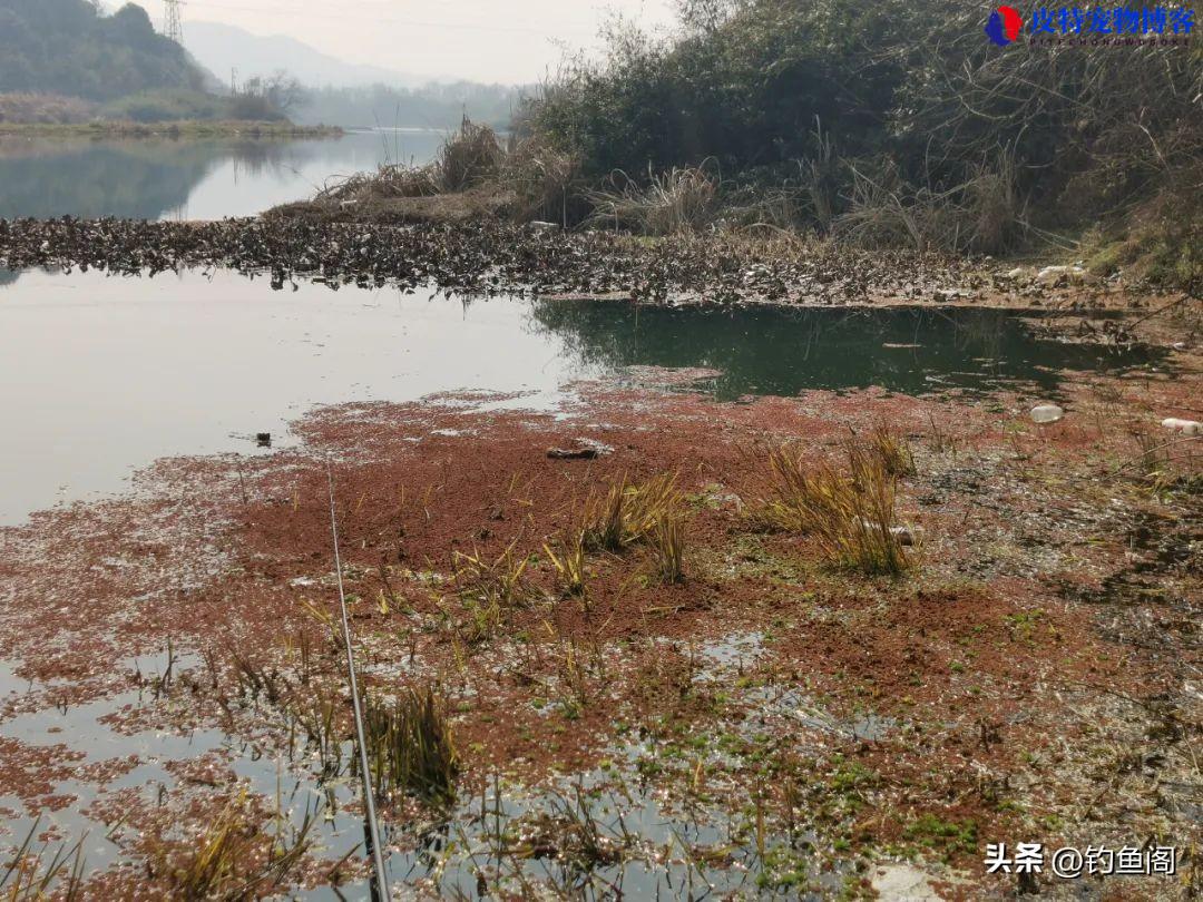 晚上钓鲫鱼钓深还是浅什么位置，夜钓怎样更容易钓大鱼