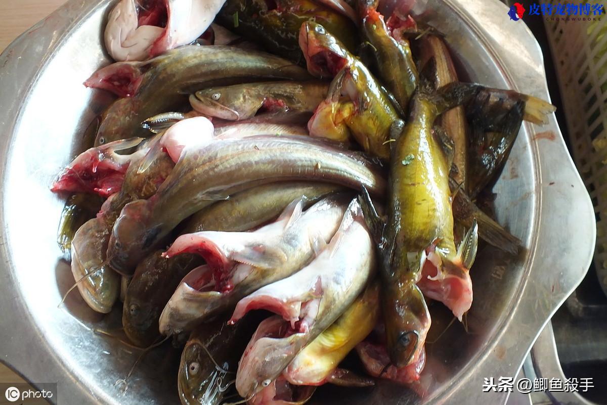 河水特别浑浊钓鱼方法有哪些图片，下雨天什么鱼最好钓