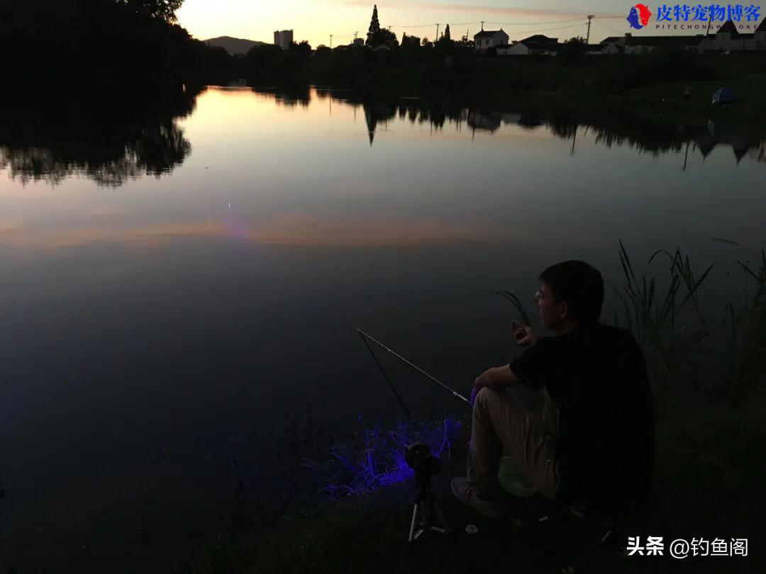 晚上钓鲫鱼钓深还是浅什么位置，夜钓怎样更容易钓大鱼