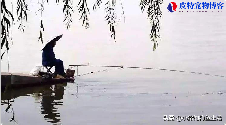 夏天钓鲤鱼钓深水还是浅水，夏天水库钓鱼钓深水还是浅水