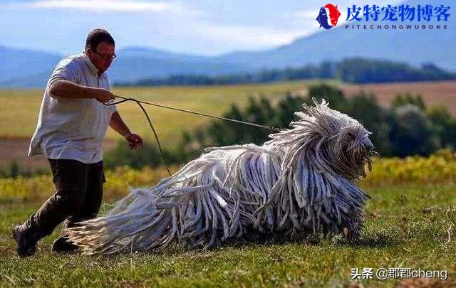 杂交京巴狗图片大全，长得像流浪狗的品种有哪些名字图片