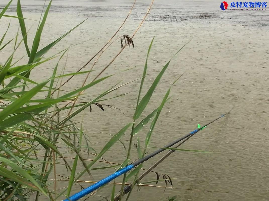 刚下完雨适合钓鱼吗为什么，大雨后钓鱼效果咋样