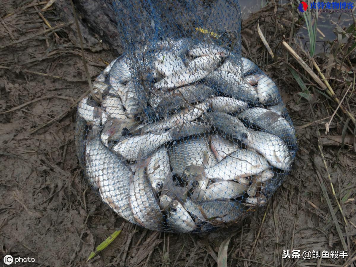 河水特别浑浊钓鱼方法有哪些图片，下雨天什么鱼最好钓