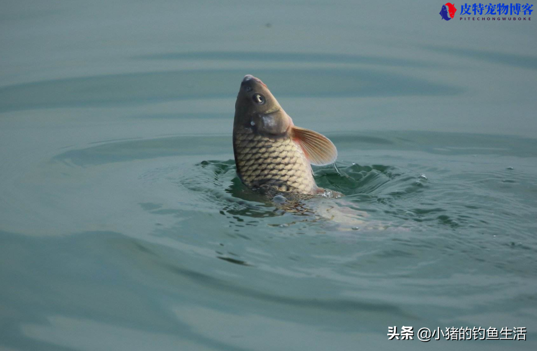 夏天钓鲤鱼钓深水还是浅水，夏天水库钓鱼钓深水还是浅水