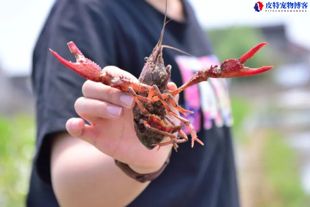 没有鱼竿鱼线鱼钩怎么钓龙虾，如何钓小龙虾才能钓得多?