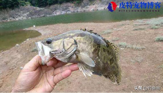 冬天钓桂鱼什么饵料最好呢，鳜鱼的最佳钓法和配方大全