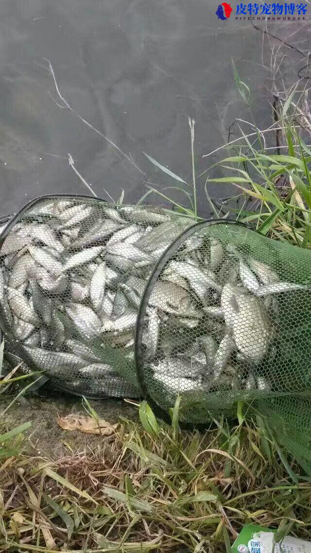 溪流钓鱼技巧全攻略，溪流钓线组图解及溪流钓技巧