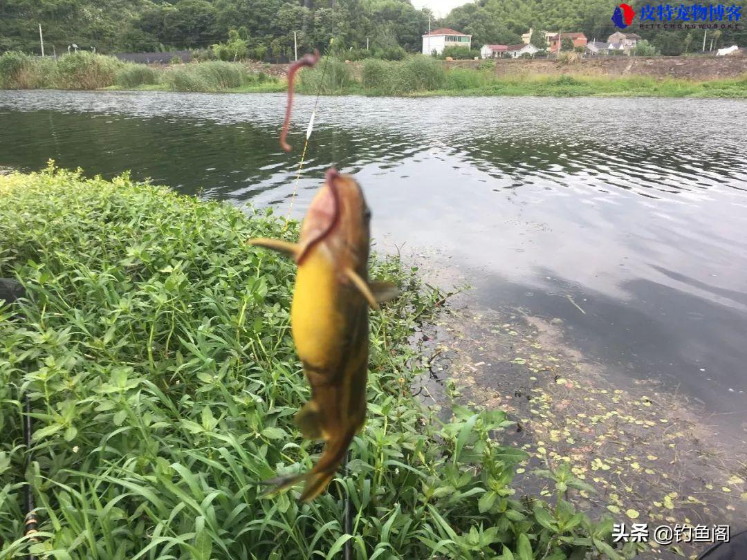 六月份西南风钓鱼最佳钓位，西南风为什么钓不到鱼