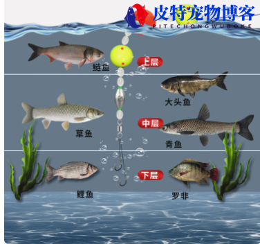 水深10米钓花鲢钓多深无风，秋冬季手竿钓鲢鳙技巧和方法图解