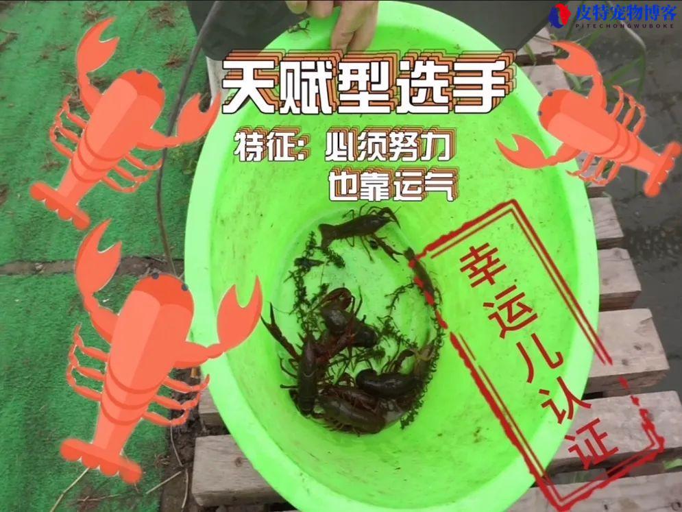 没有鱼竿鱼线鱼钩怎么钓龙虾，如何钓小龙虾才能钓得多?