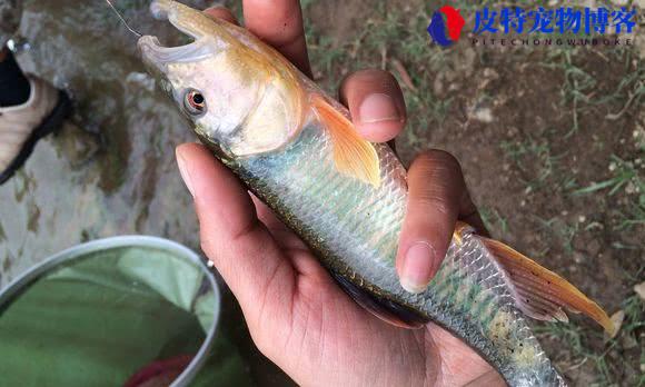 钓马口鱼用什么饵料好一点，公认钓马口最快的钓法