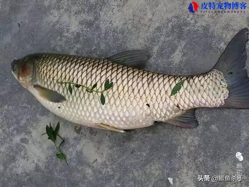 野钓草鱼用什么鱼饵最好钓，野钓草鱼商品饵料配方大全图片