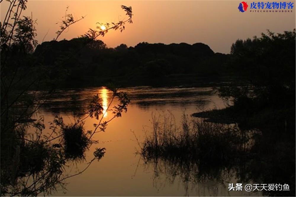 夏天早上下雨天钓鱼钓浅还是钓深，夏天早上钓鱼钓什么位置