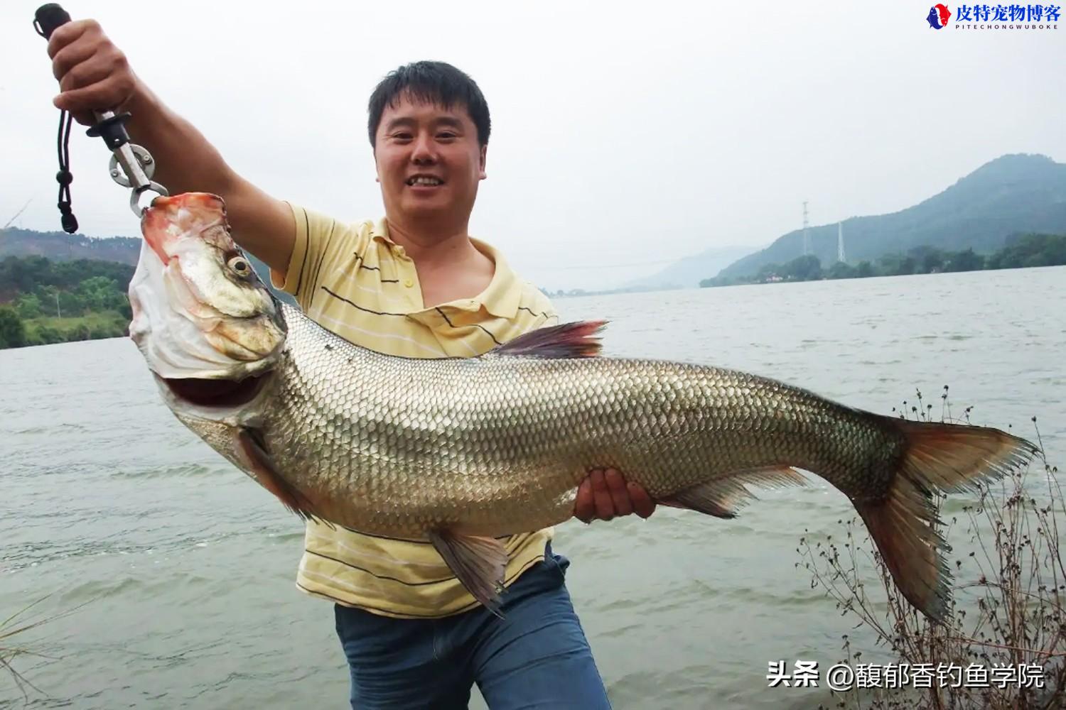 路亚钓翘嘴的技巧和方法，翘嘴在水面游来游去怎么钓