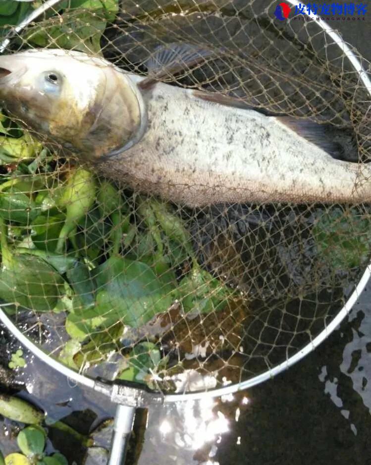 两米多深的水钓鲢鳙钓多深合适，钓鲢鳙深度是指钩到漂的距离吗