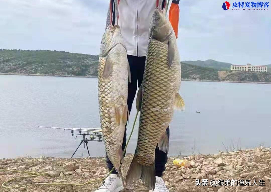 夏季用什么饵料钓鱼最好香腥的还是，夏季用什么饵料可以钓更多鱼