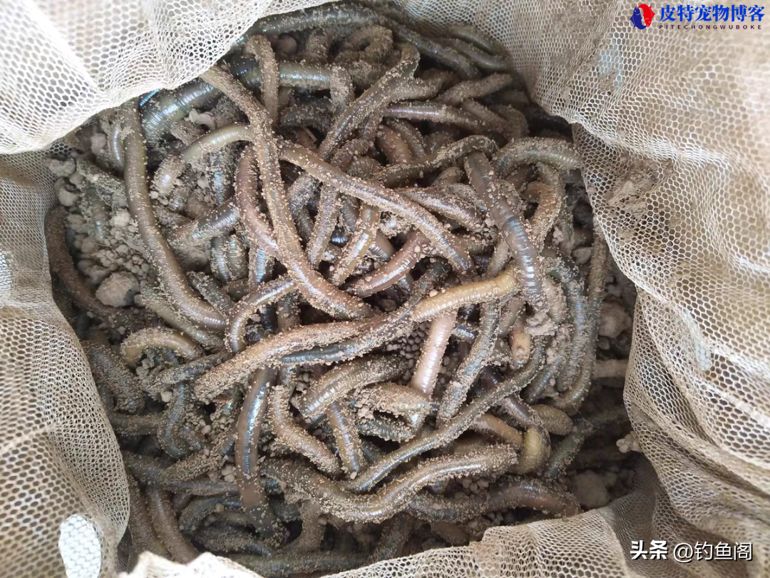 钓黄辣丁用什么打窝比较好用，钓黄辣丁打窝料配方