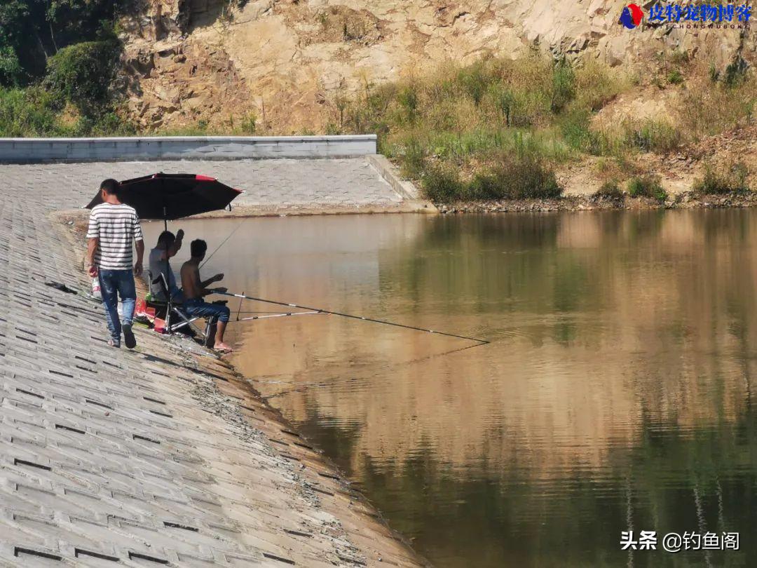 一天中什么时候钓鲢鳙最好钓到鱼，新手如何钓鲢鳙鱼海竿