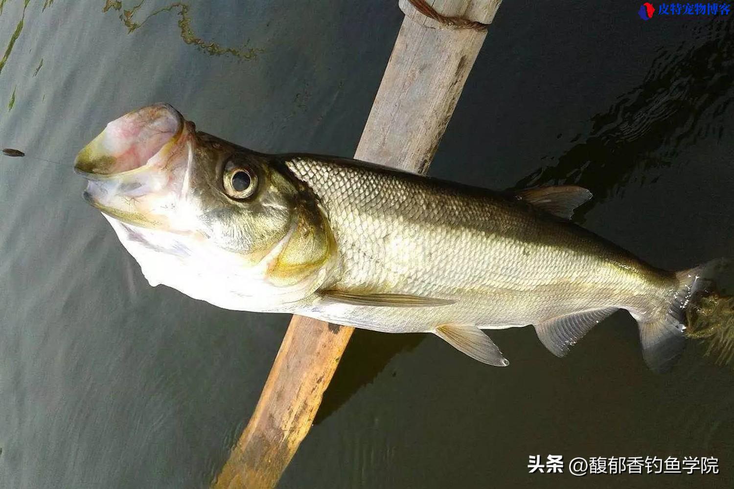 路亚钓翘嘴的技巧和方法，翘嘴在水面游来游去怎么钓