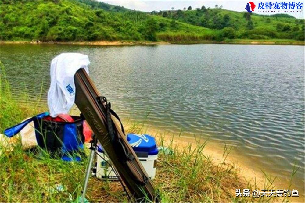 夏天早上下雨天钓鱼钓浅还是钓深，夏天早上钓鱼钓什么位置