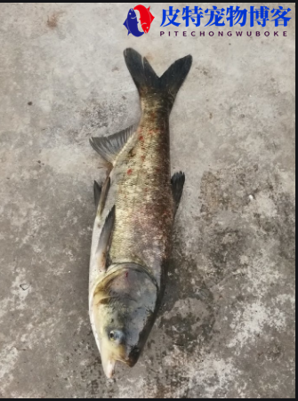 水深10米钓花鲢钓多深无风，秋冬季手竿钓鲢鳙技巧和方法图解