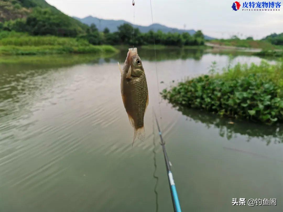 钓鱼小药真的有效果吗怎么用，钓鱼添加小药有用吗