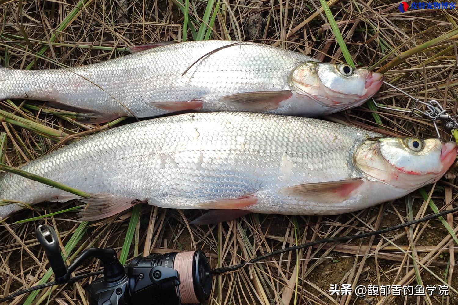 路亚钓翘嘴的技巧和方法，翘嘴在水面游来游去怎么钓