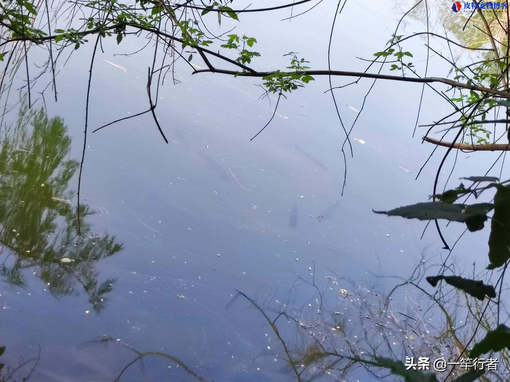 5月下雨天钓鱼好不好钓，钓鱼应该钓深水还是浅水（钓鱼人心情天气皆佳）