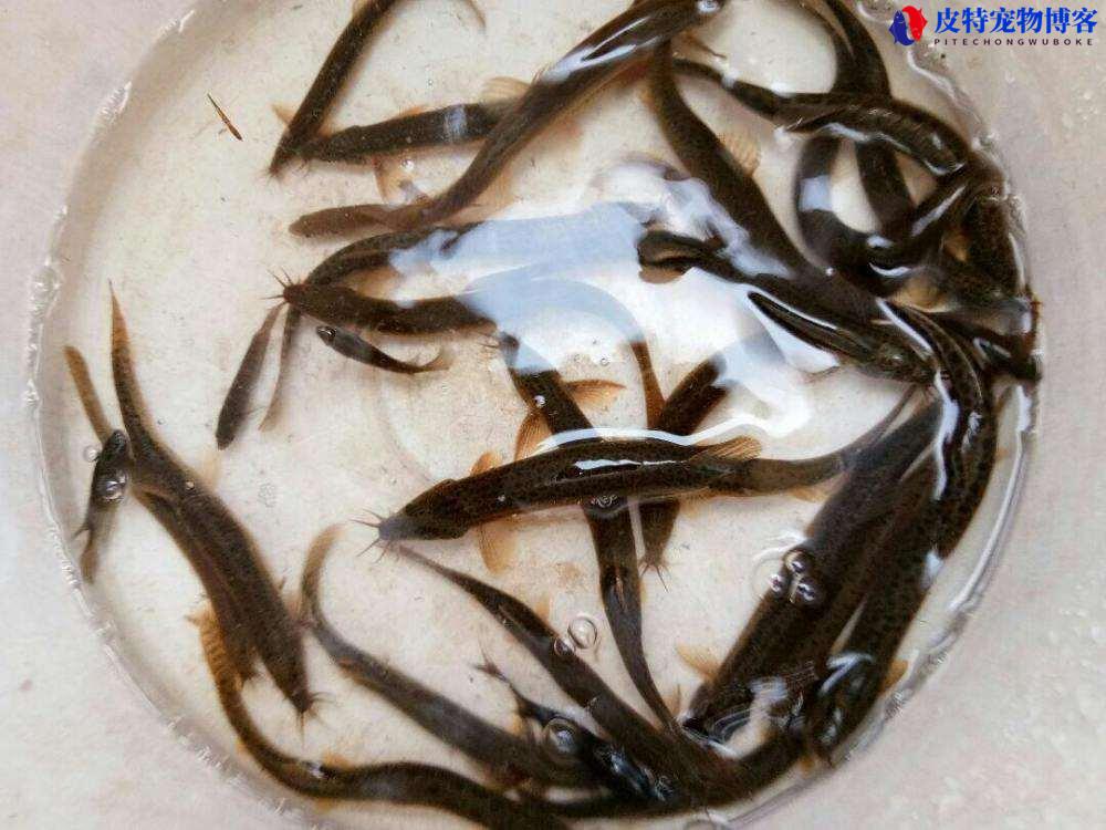 泥鳅钓鱼怎样挂钩正确，用泥鳅怎么钓鱼?主钓什么鱼?