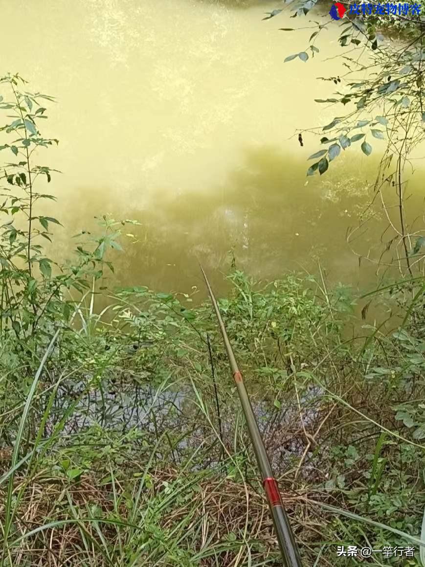 5月下雨天钓鱼好不好钓，钓鱼应该钓深水还是浅水（钓鱼人心情天气皆佳）