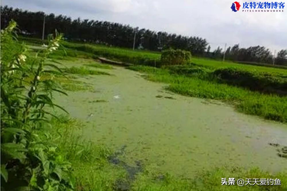 土方法钓黑鱼用什么做诱饵，黑鱼的钓法钓黑鱼技巧