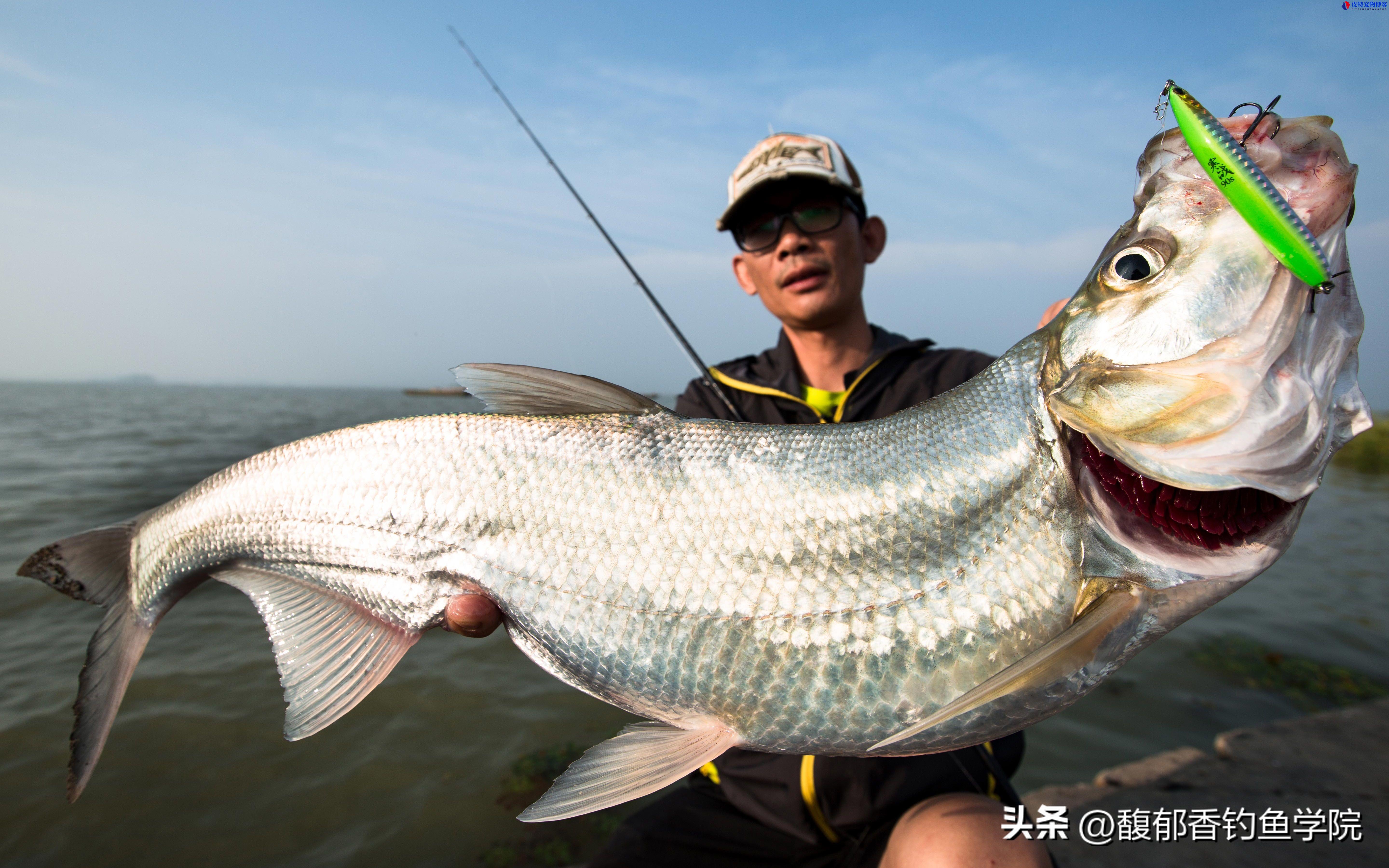 翘嘴鱼怎么钓，用什么饵钓好（掌握翘嘴鱼钓法的技巧）