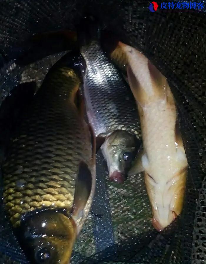 夜钓鲤鱼钓深还是浅（探秘夜晚钓取鲤鱼的技巧）