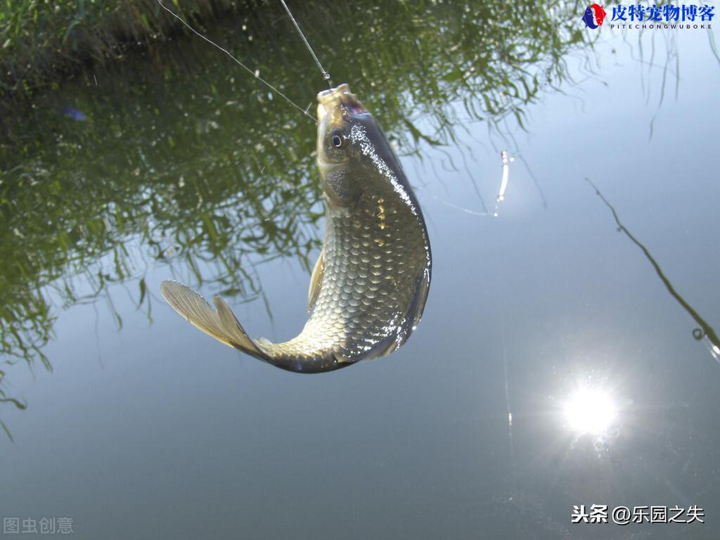 路亚钓鲫鱼，路亚钓鲫鱼技巧和方法（介绍路亚钓法钓取鲫鱼的技巧）