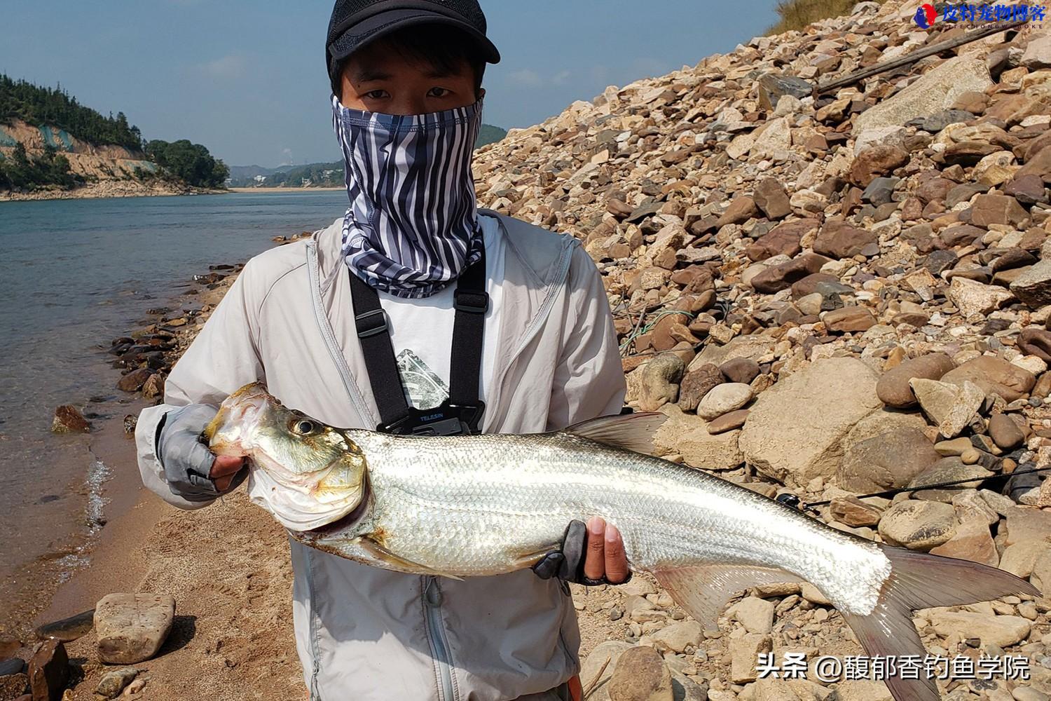 翘嘴鱼怎么钓，用什么饵钓好（掌握翘嘴鱼钓法的技巧）