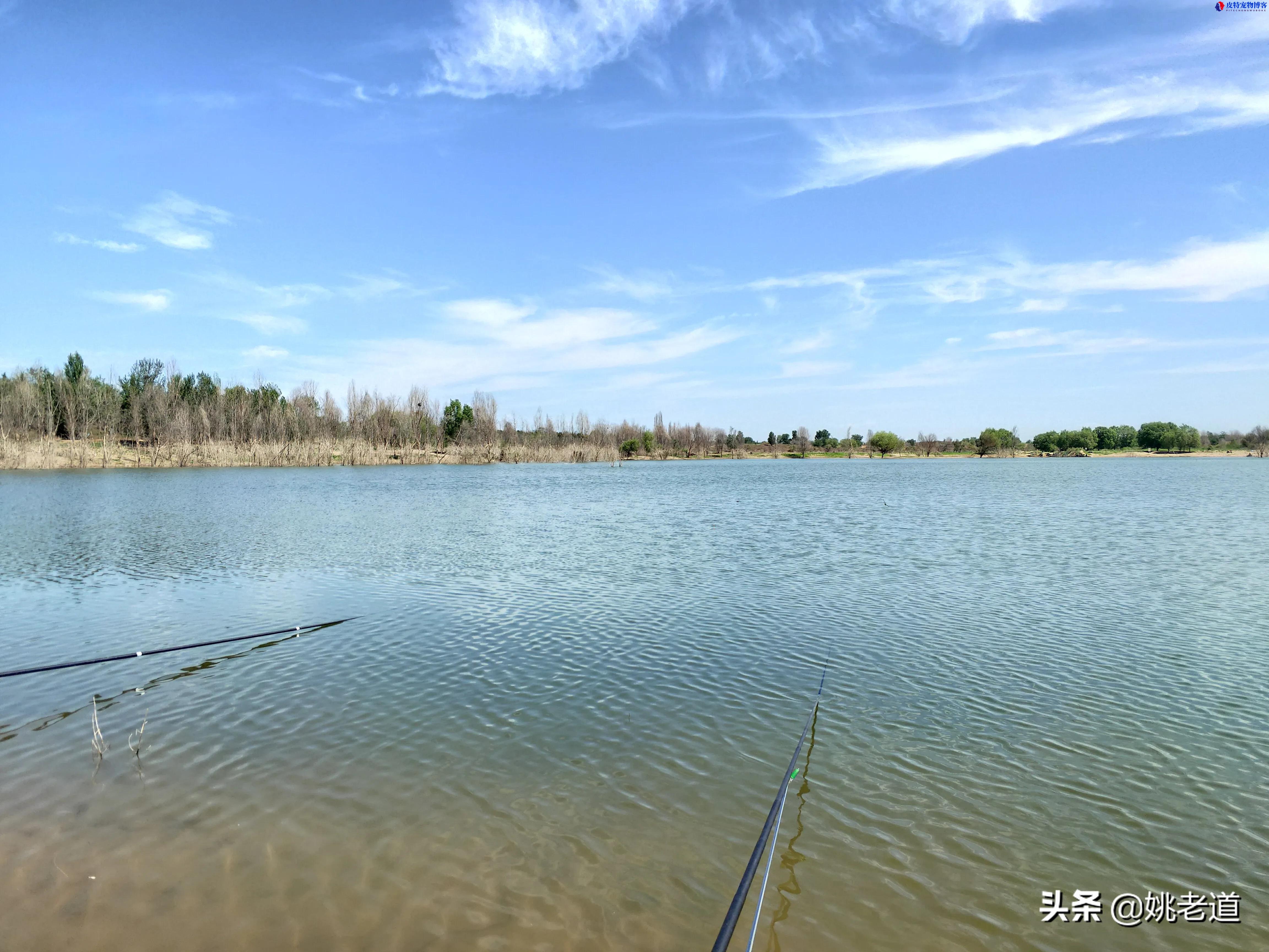 早上钓鱼的最佳时间，野钓窗口期是几点（揭秘早晨钓鱼效果最好的时间段）