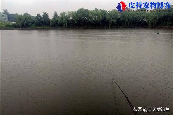 夏天下大雨好钓鱼吗为什么，下雨天可以钓鱼不,鱼在什么位置