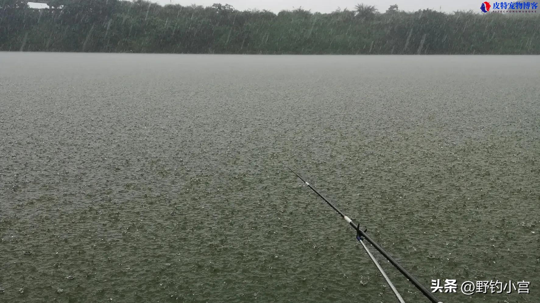 下雨过后好钓鱼吗为什么（解答下雨后钓鱼的效果和技巧）