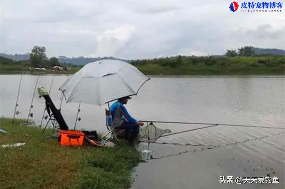 阴天适合钓鱼不，钓鱼阴天怎么钓鱼（解析阴天天气对钓鱼是否有影响）