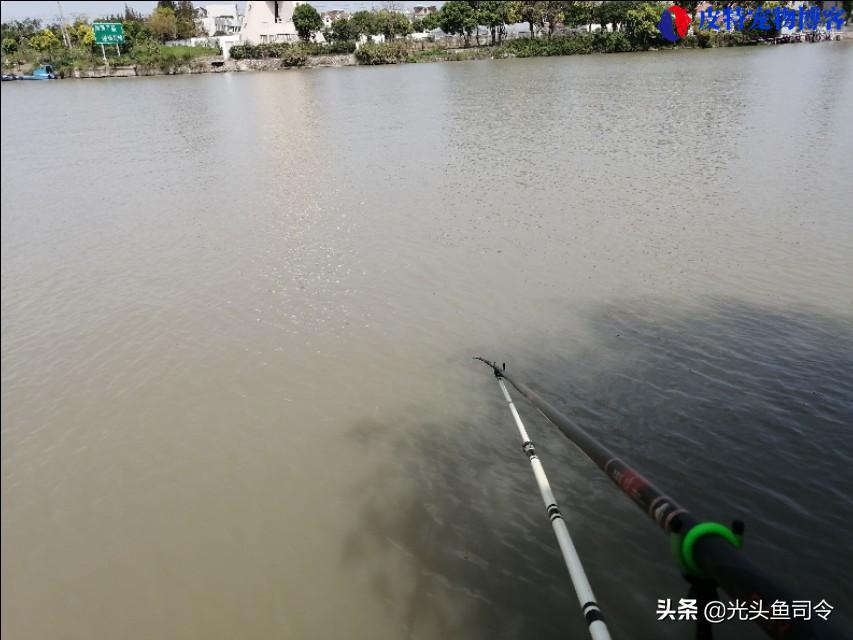 涨水好钓鱼钓深水还是浅水好，涨水水浑怎么钓鱼