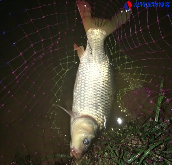 夜钓鲤鱼钓深还是浅（探秘夜晚钓取鲤鱼的技巧）